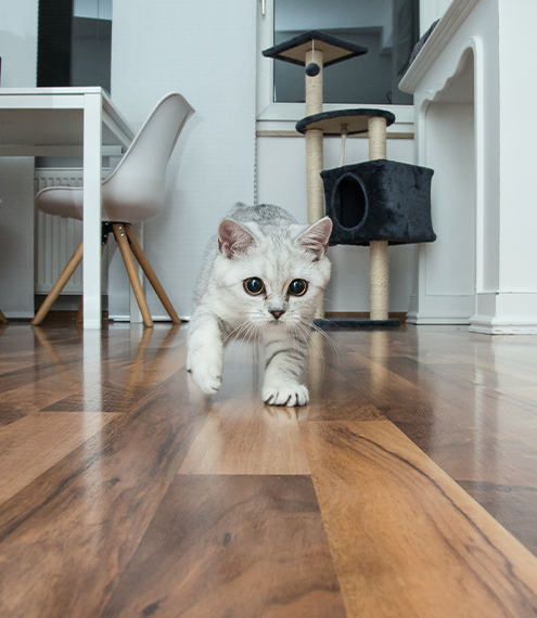 gatos con mucha energía